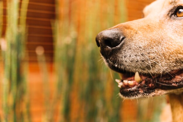 Adorável cão a posar no jardim