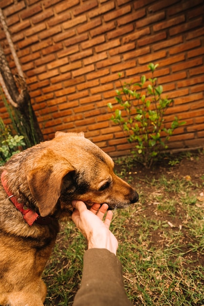 Adorável cão a posar no jardim