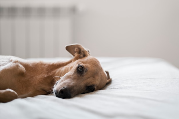 Adorável cão galgo deitado na cama