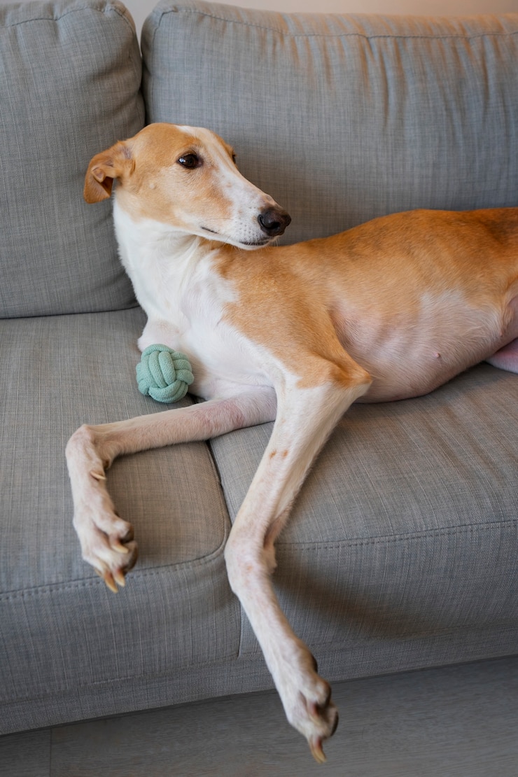 Foto grátis adorável cão galgo em casa no sofá