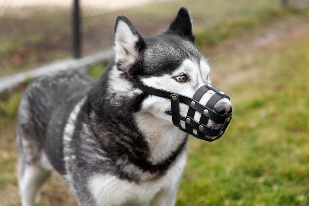 Adorável cão husky com focinho ao ar livre