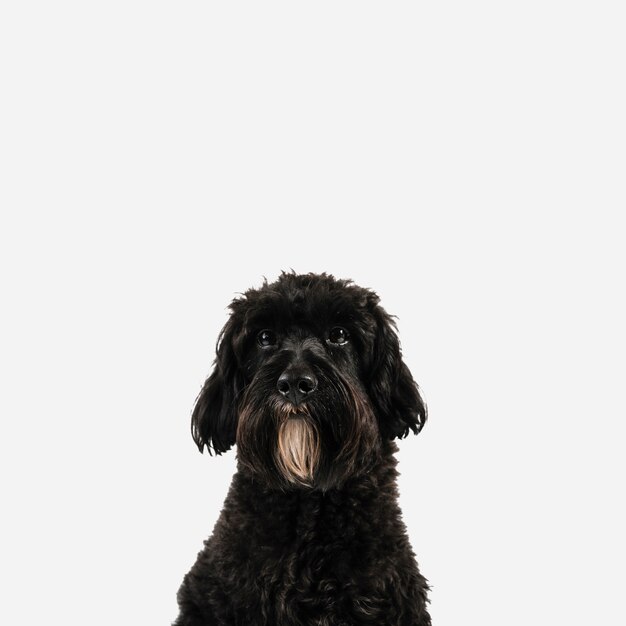 Adorável cão preto posando com fundo branco