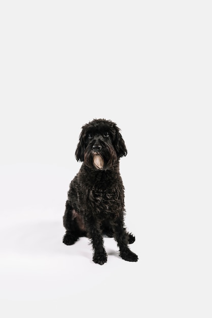 Adorável cão preto posando com fundo branco