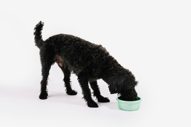 Foto grátis adorável cão preto posando com fundo branco