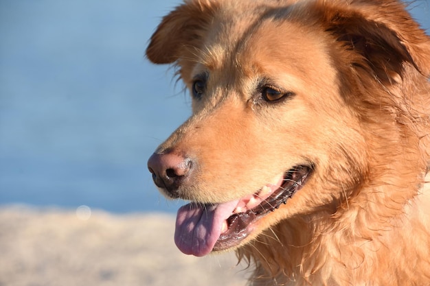 Adorável cão retriever de pedágio de pato com nariz e língua rosa