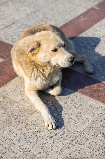 Adorável cão sem-teto no parque Foto de alta qualidade