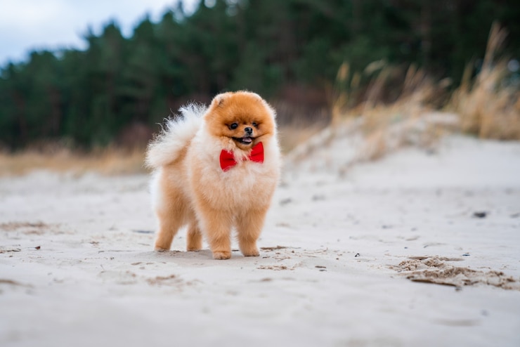 Foto grátis adorável cão spitz pomeraniano com um laço vermelho se divertindo e correndo na praia