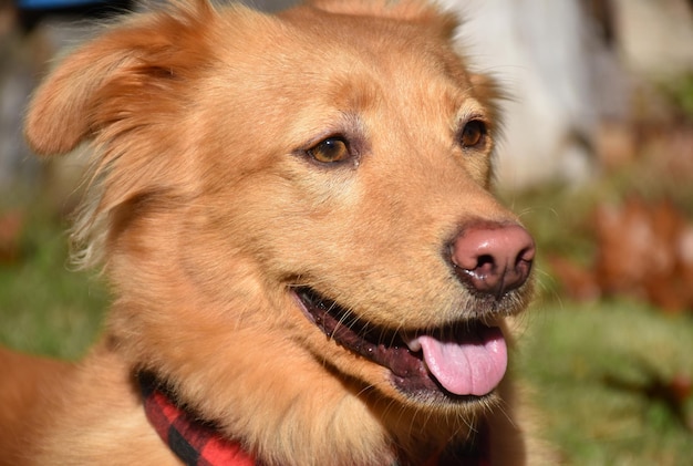 Adorável cão toller dourado sorridente ao sol.