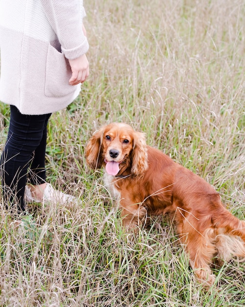 Foto grátis adorável cocker spaniel ao ar livre