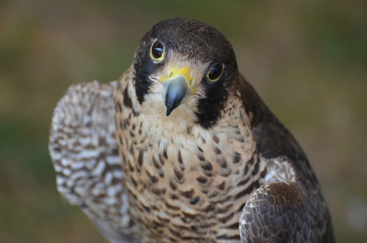 Foto grátis adorável falcão emplumado olhando para uma câmera
