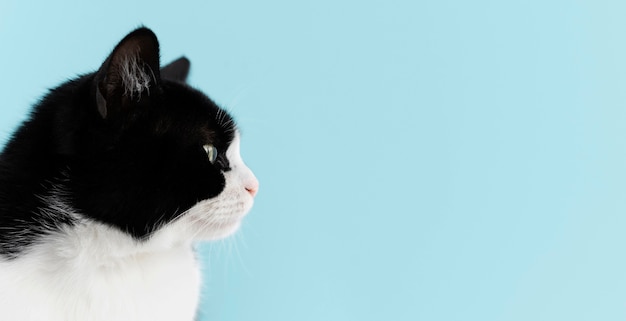 Foto grátis adorável gatinho branco e preto com parede monocromática atrás dela