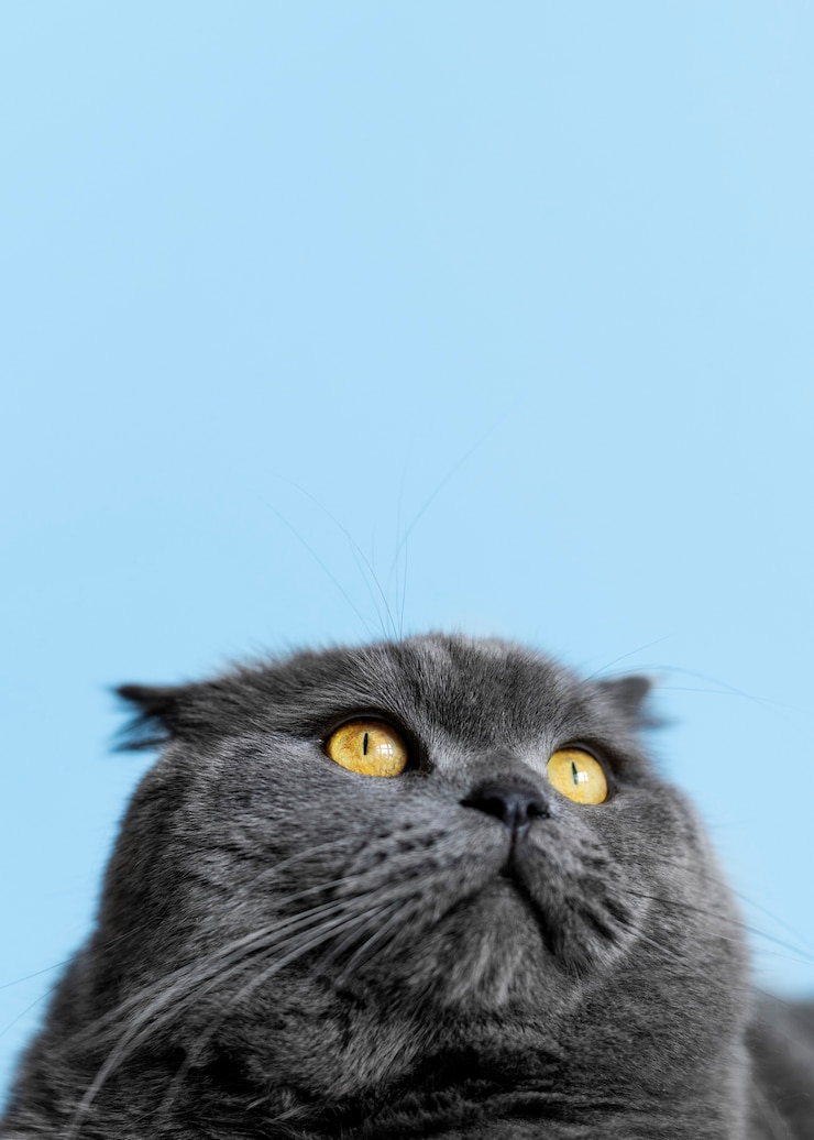 Foto grátis adorável gatinho britânico de cabelo curto com parede monocromática atrás dela