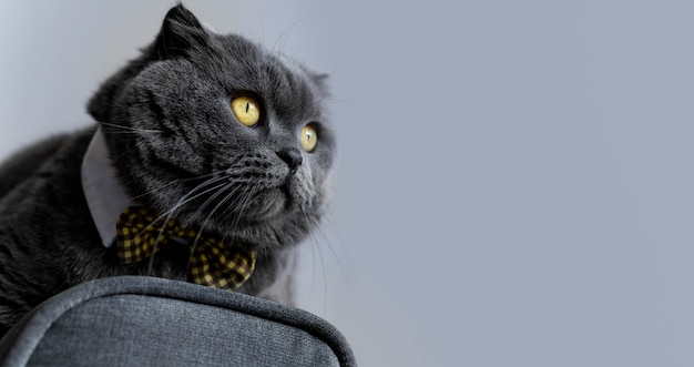 Adorável gatinho de pêlo curto britânico com parede monocromática atrás dela