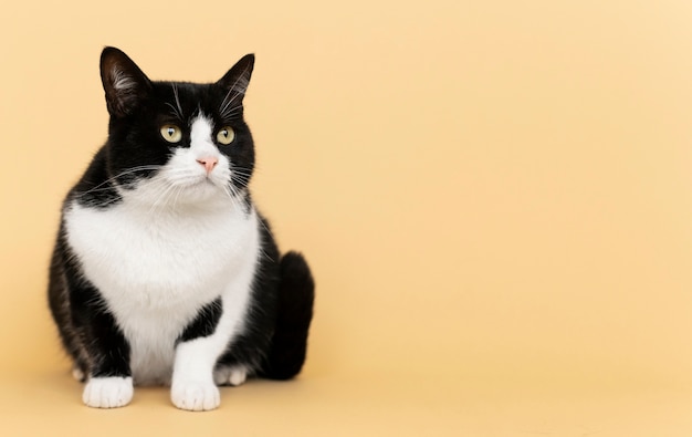 Adorável gatinho preto e branco com parede monocromática atrás dela