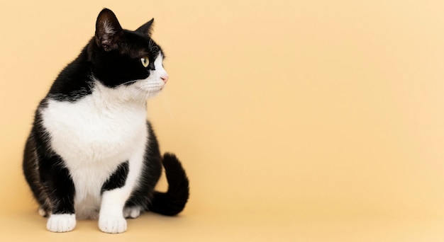 Adorável gatinho preto e branco com parede monocromática atrás dela