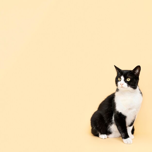 Adorável gatinho preto e branco com parede monocromática atrás dela