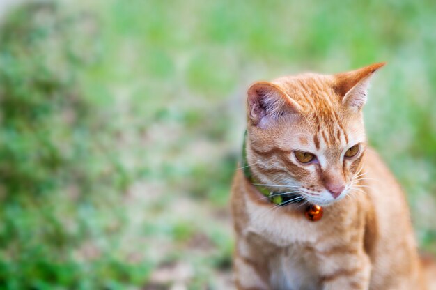 Adorável gato doméstico marrom no jardim verde