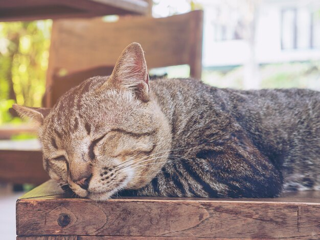 Adorável gato preguiçoso Tailandês animal de estimação em casa