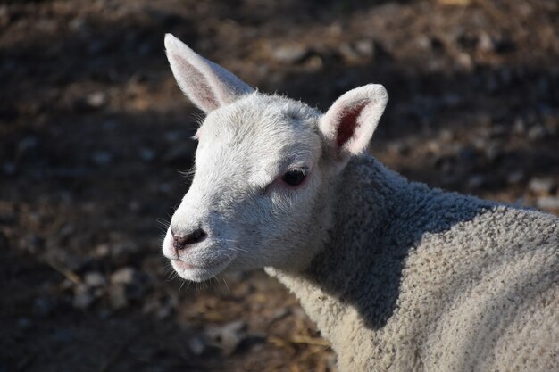 Adorável ovelha branca com orelhas-de-rosa no norte da Inglaterra