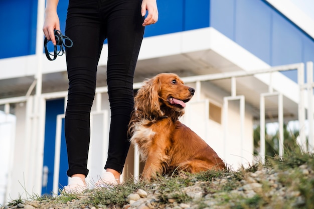 Adorável pequeno cocker spaniel, olhando para longe