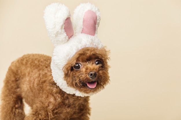 Adorável poodle com orelhas de coelho fofas em uma superfície bege