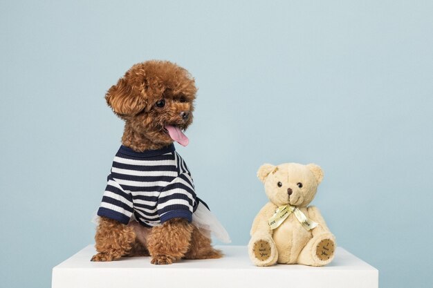 Adorável poodle com um ursinho de pelúcia em uma superfície azul