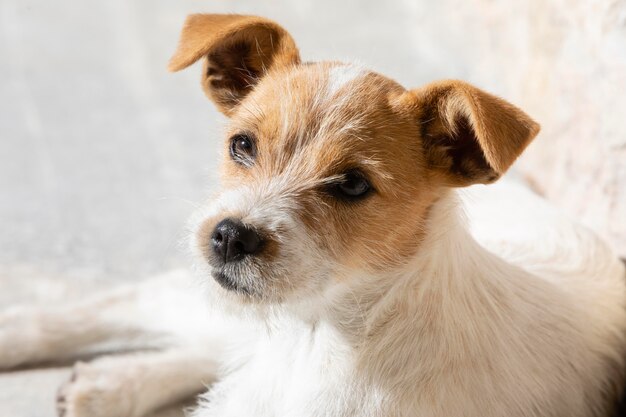 Adorável retrato de cachorro de alto ângulo