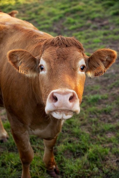 Adorável vaca com vista frontal na natureza