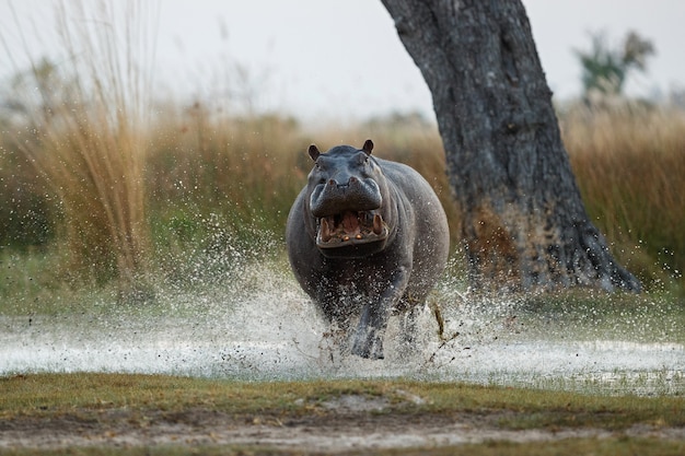 Africa Hippopotamus amphibius