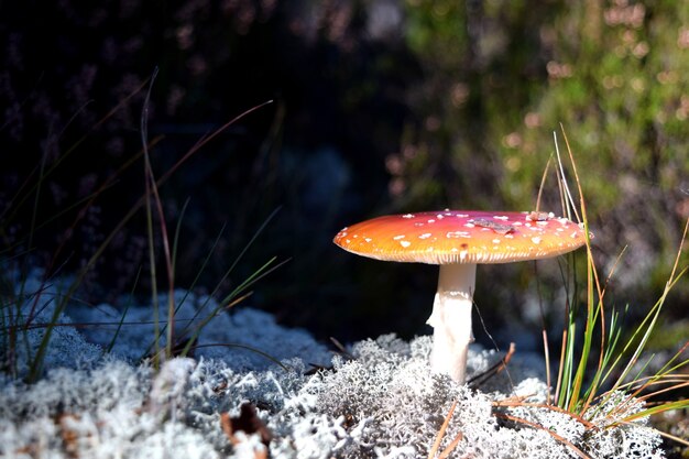 Agaric em um campo cercado por vegetação sob a luz do sol