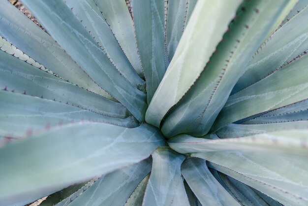 Agave parryi closeup