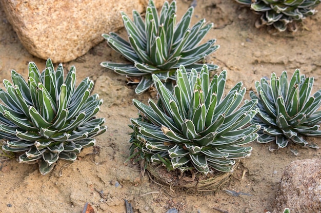 Agave planta decorativa em jardim ao ar livre