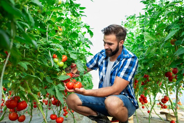 Agricultor colhendo tomate fresco maduro para venda no mercado