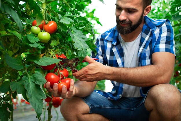 Agricultor colhendo tomate fresco maduro para venda no mercado