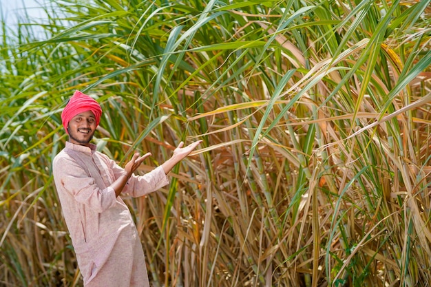 Agricultor indiano no campo de agricultura de cana-de-açúcar verde.