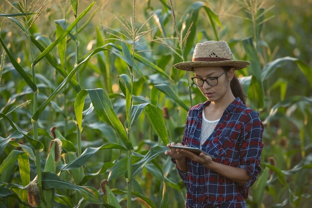 Agricultor mulher asiática com tablet digital no campo de milho, lindo nascer do sol da manhã sobre o campo de milho. Campo de milho verde no jardim agrícola e a luz do pôr do sol brilha ao anoitecer.