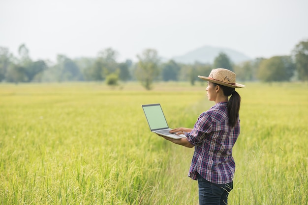 Agricultor no campo de arroz com laptop