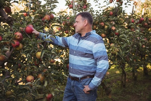 Agricultor olhando maçãs