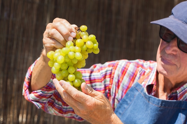 Agricultor sênior segurando colheita de uvas orgânicas