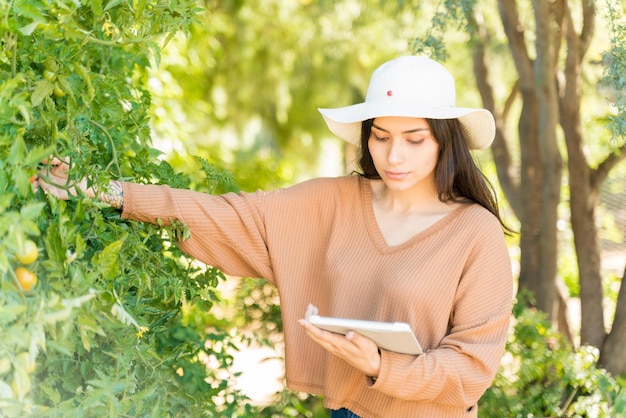 Agricultora latina examinando plantas de tomate enquanto usa computador sem fio na horta
