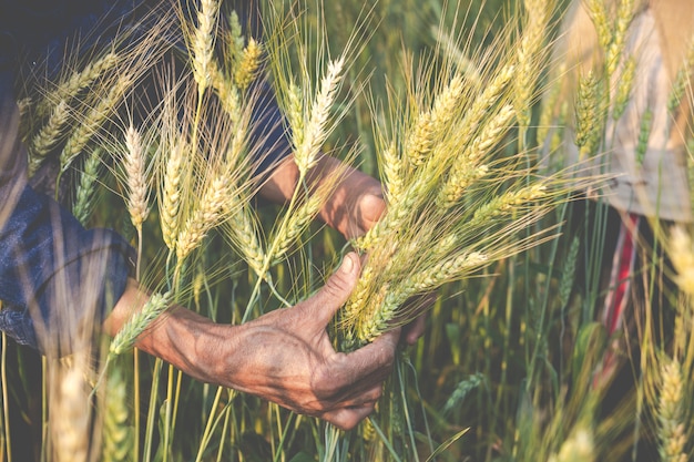 Agricultores colhem cevada alegremente.