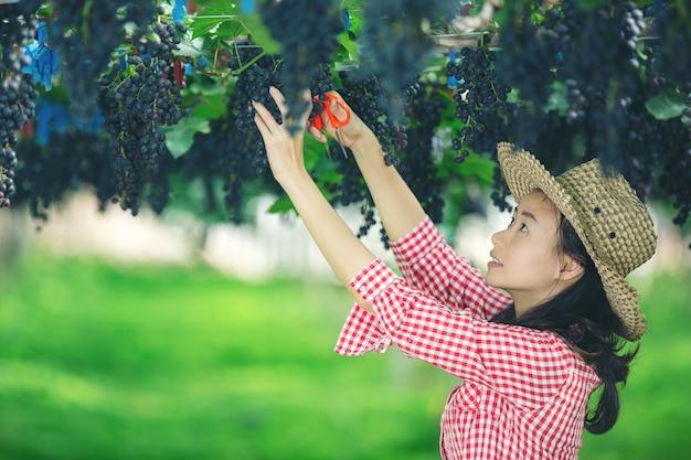 Agricultores de vinhedos que sorriem e apreciam a colheita.