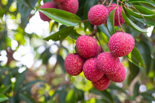 agricultura de fruta lichia na Tailândia