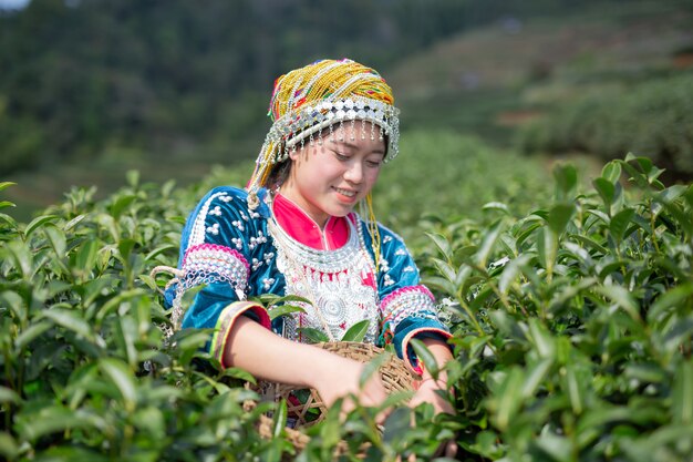 Agricultura de mulheres de hilltribe