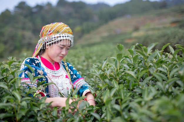 Foto grátis agricultura de mulheres de hilltribe
