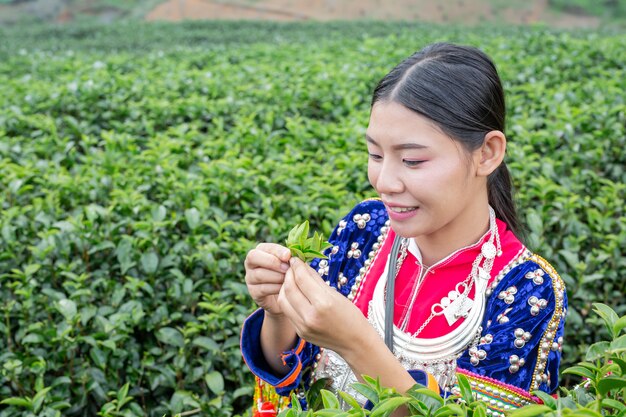 Agricultura de mulheres de hilltribe