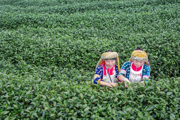 Agricultura de mulheres de hilltribe