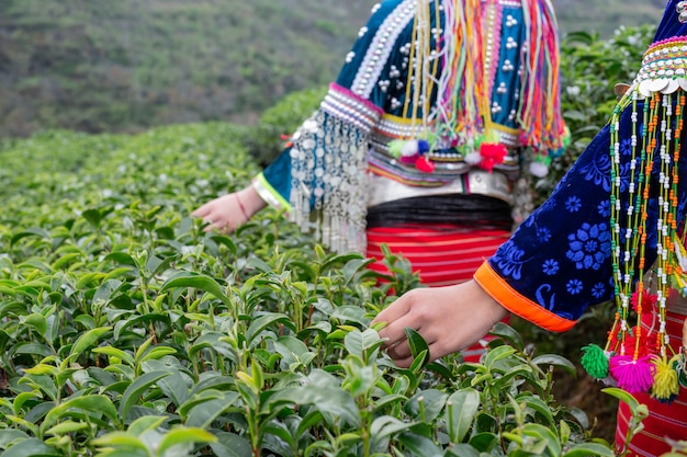 Agricultura de mulheres de hilltribe