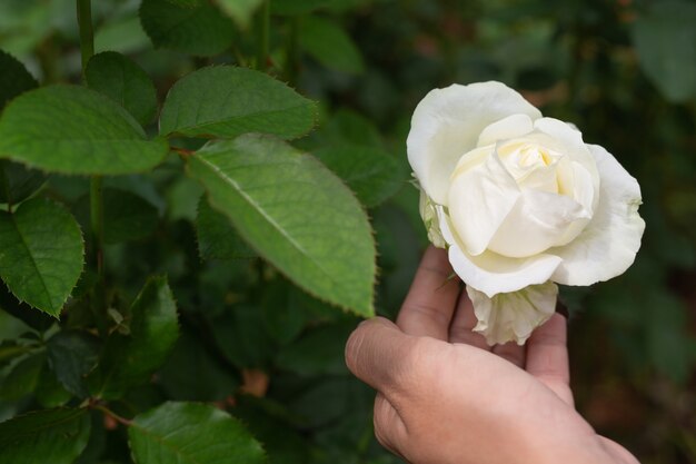 Agricultura, jovens mulheres que verificam no jardim de rosas.