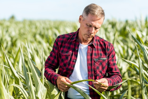 Agrônomo inspecionando uma visão média de folhas de milho